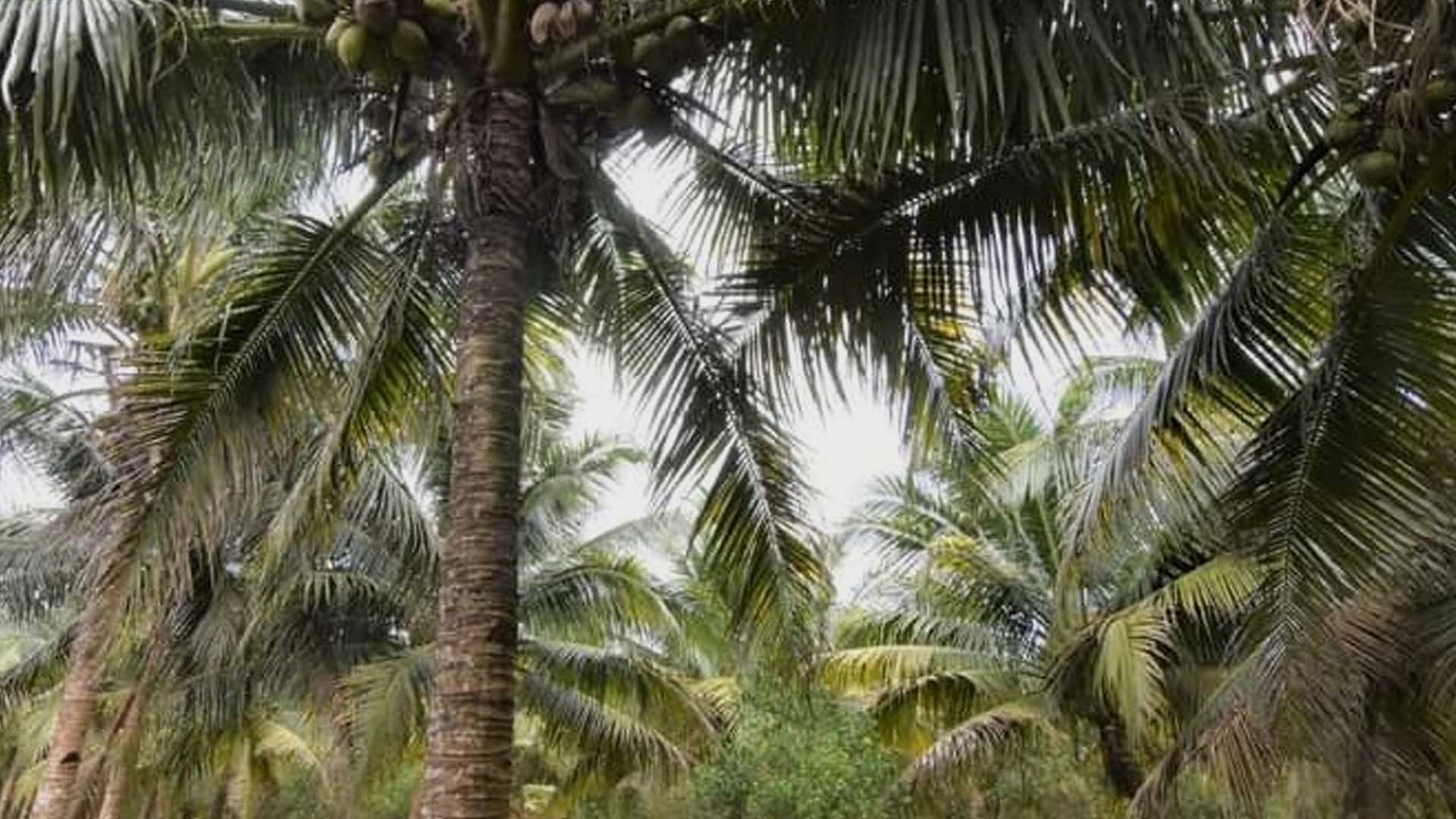 Department Of Agriculture Backs Immediate Transition To 5 Percent Coco-Biodiesel Blend