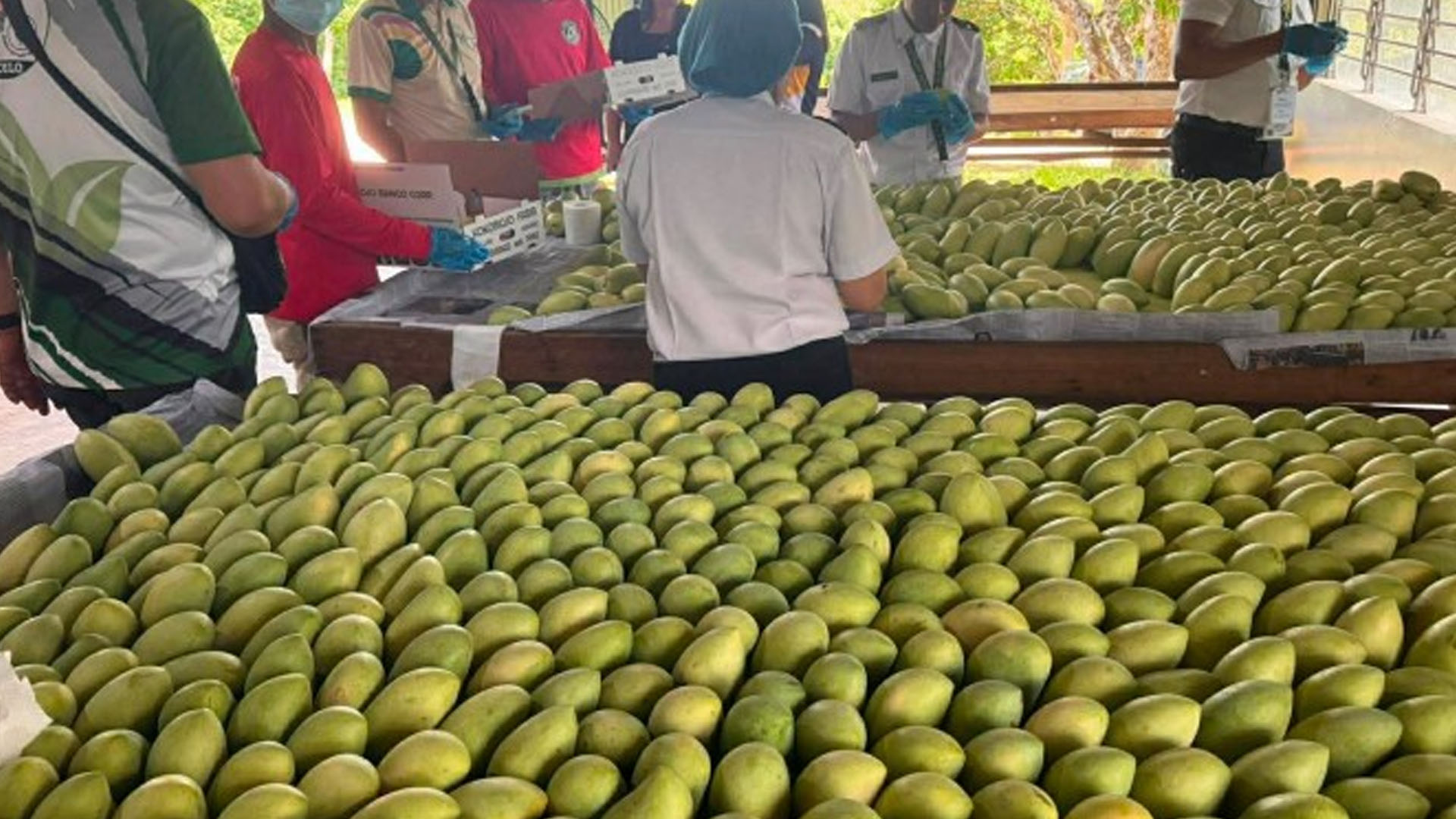 Guimaras Sweet Mangoes Test Hong Kong, Europe Markets