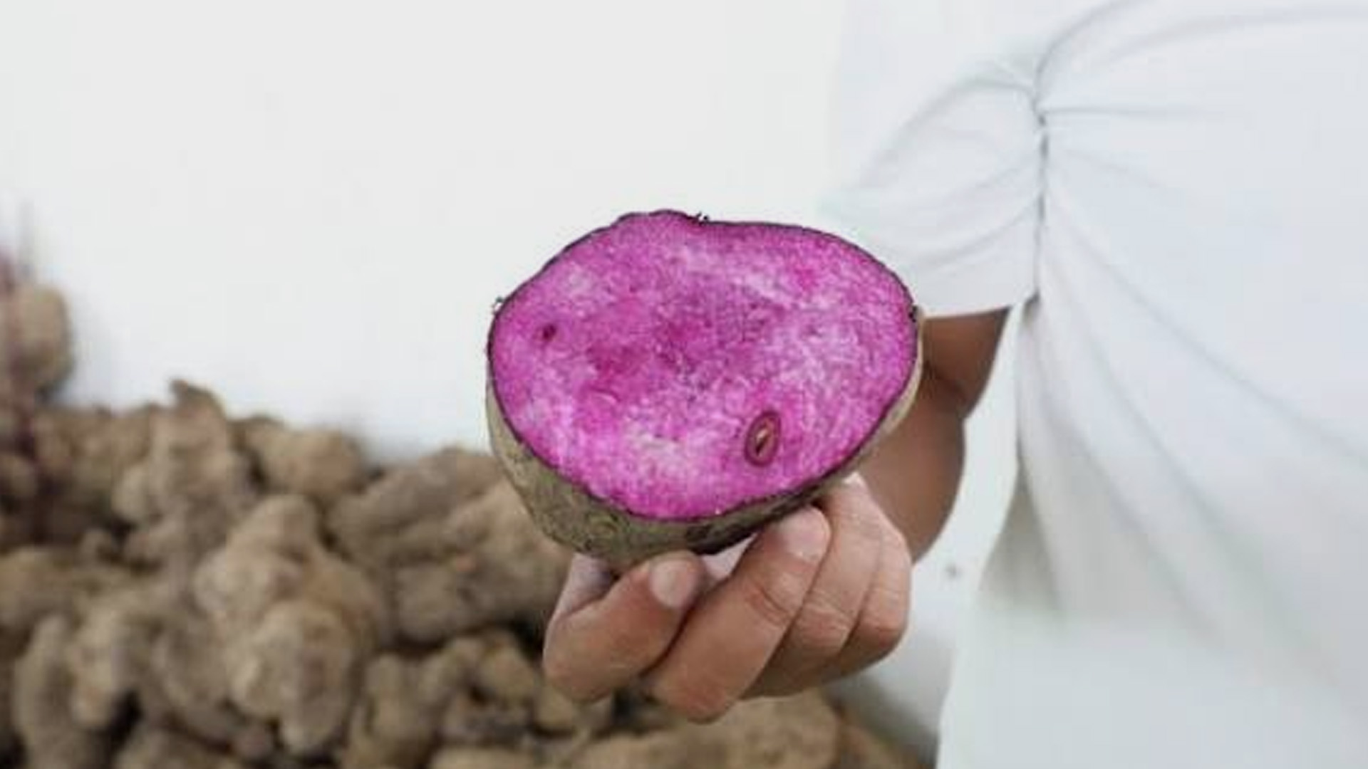 Department Of Agriculture Distributes PHP2.6 Million Planting Materials To Ube Farmers In Visayas